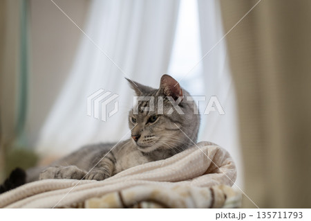 くつろぐ猫　サバトラ猫 135711793