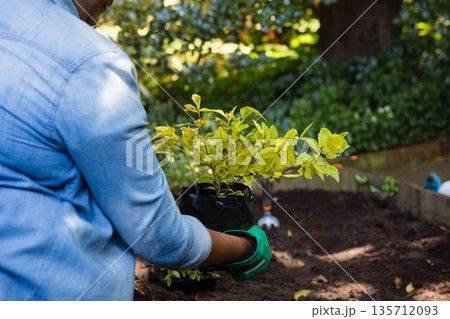 Senior woman in denim shirt, gloves placing shrub into backyard brick bed with trowel, copy space 135712093