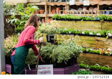 Female gardener in green apron trimming shrubs with tool at nursery display, copy space 135712314