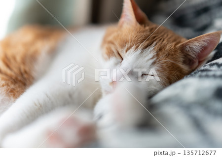 眠る猫 茶トラ白 眠る猫 茶トラ白 135712677