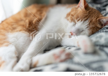 眠る猫 茶トラ白 眠る猫 茶トラ白 135712678