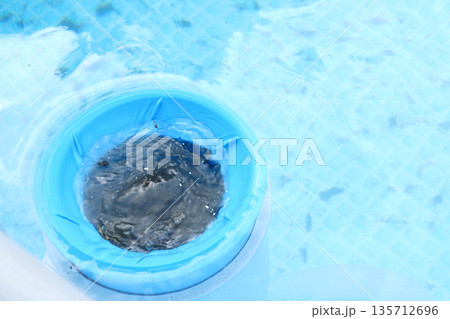 Top view of the blue skimmer for cleaning the pool in clear water. Contaminated pool cleaning concept Top view of the blue skimmer for cleaning the pool in clear water. Contaminated pool cleaning concept 135712696