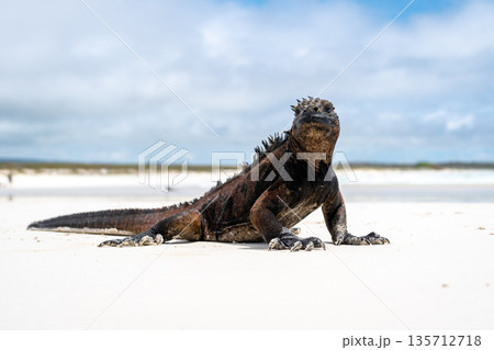 Marine iguana basking on Tortuga Bay beach, Galapagos, Ecuador 135712718