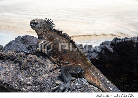 Marine iguana on rocks at Puerto Villamil beach, Galapagos, Ecuador 135712720
