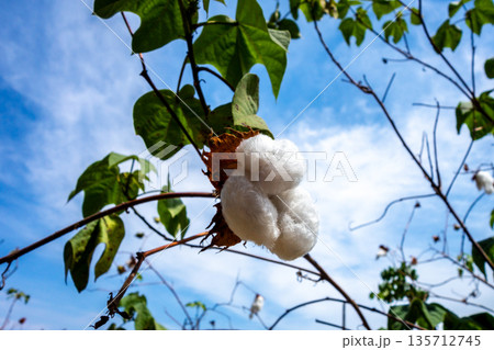 Cotton Plant Growing Under the Clear Sky in Peru Cotton Plant Growing Under the Clear Sky in Peru 135712745