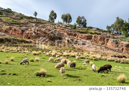 Sheep grazing on Taquile Island, Lake Titicaca, Peru 135712748