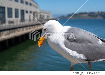 Seagull resting on a wooden railing with Oakland Bay Bridge behind Seagull resting on a wooden railing with Oakland Bay Bridge behind 135712750