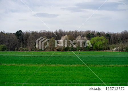 Green Agricultural Field with Forest Trees on Horizon Under Spring Sky 135712772