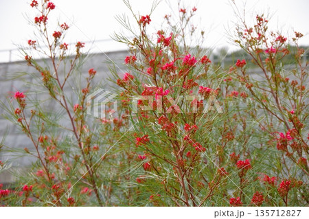 グレビレア　ロスマリニフォリア 135712827