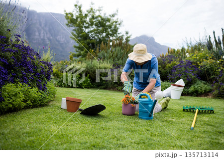 Senior female gardener kneeling in backyard garden repotting blooms into purple planter, copy space Senior female gardener kneeling in backyard garden repotting blooms into purple planter, copy space 135713114