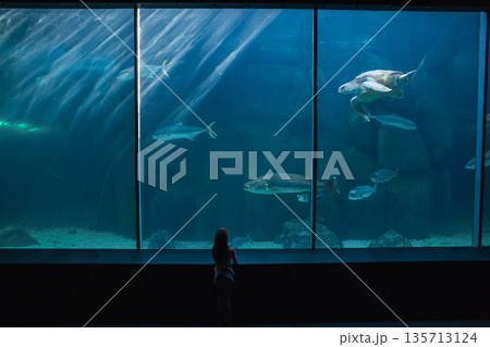 Female child standing at aquarium exhibit hall, gazing at sea turtle and fish behind glass tank Female child standing at aquarium exhibit hall, gazing at sea turtle and fish behind glass tank 135713124