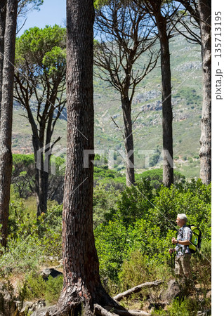 Senior man hiking rocky path carrying backpack trekking poles among pine undergrowth, copy space 135713195