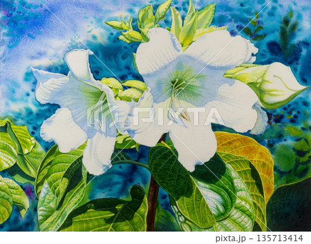Watercolor  painting original realistic white color of Herald trumpet flowers. 135713414