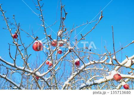 Frozen apple covered with snow in an orchard on a sunny winter day, selective focus. Frozen apple covered with snow in an orchard on a sunny winter day, selective focus. 135713680