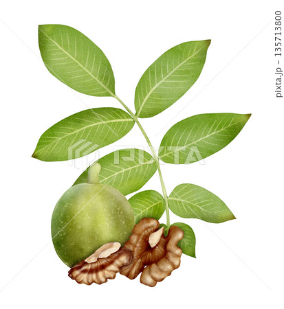 Green Walnut With Leaves Watercolor Illustration 135713800