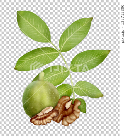 Green Walnut With Leaves Watercolor Illustration 135713800