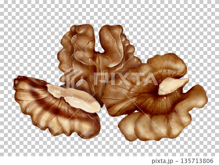 Walnut Kernels Watercolor Illustration Walnut Kernels Watercolor Illustration 135713806