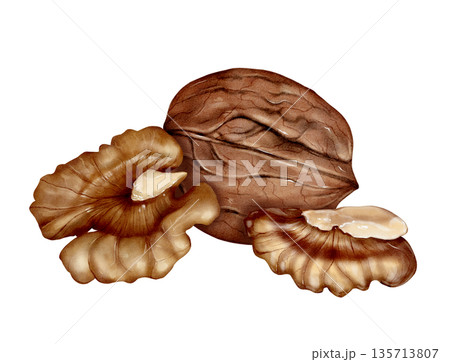 Walnut And Kernels Watercolor Illustration 135713807