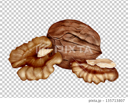 Walnut And Kernels Watercolor Illustration 135713807