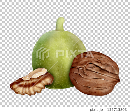 Green Walnut Watercolor Illustration 135713808