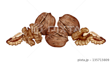 Walnut And Kernels Watercolor Illustration 135713809