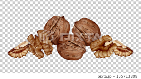 Walnut And Kernels Watercolor Illustration 135713809