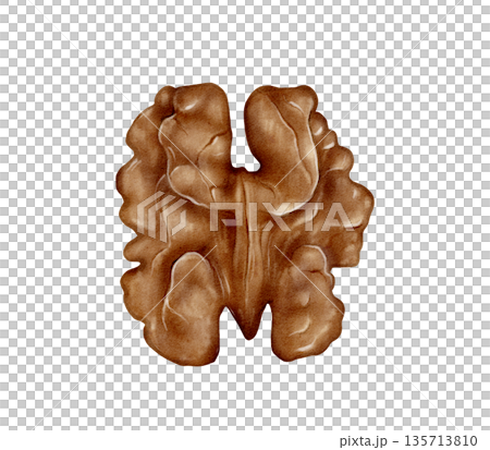 Whole Walnut Kernel Watercolor Illustration 135713810