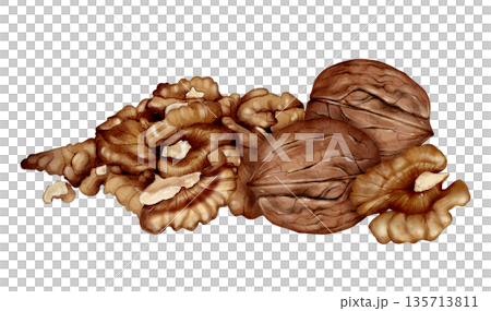 Walnut And Kernels Watercolor Illustration 135713811