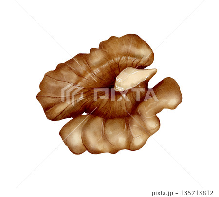 Walnut Kernel Watercolor Illustration Walnut Kernel Watercolor Illustration 135713812