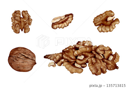 Walnut Nuts And Kernels Watercolor Illustration 135713815