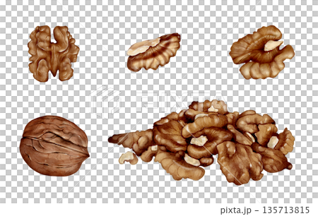 Walnut Nuts And Kernels Watercolor Illustration 135713815