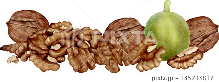 Walnut Nuts And Green Husk Watercolor Illustration 135713817