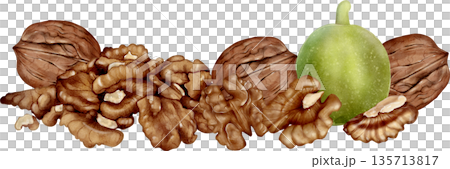 Walnut Nuts And Green Husk Watercolor Illustration 135713817