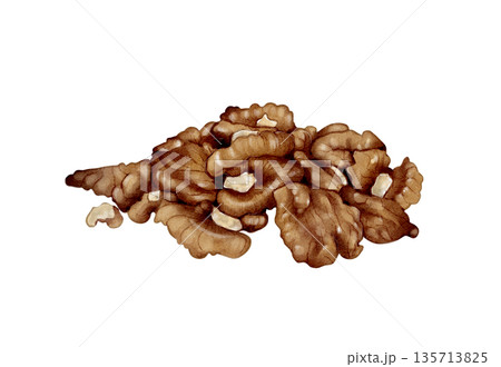 Walnut Pieces Watercolor Illustration 135713825