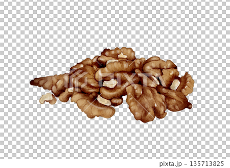 Walnut Pieces Watercolor Illustration 135713825
