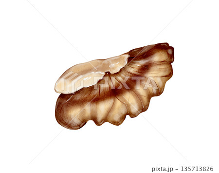 Walnut Kernel Slice Watercolor Illustration 135713826