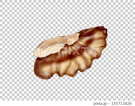 Walnut Kernel Slice Watercolor Illustration 135713826