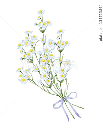 Chamomile Bouquet With Ribbon Watercolor Illustration 135713844