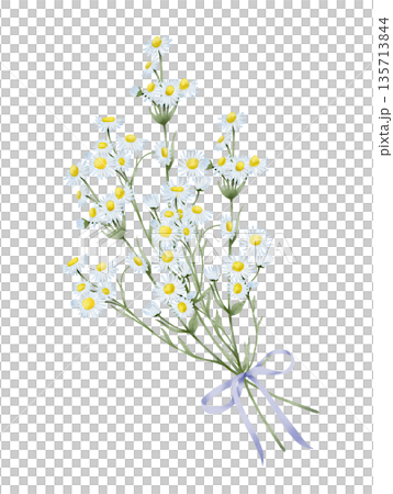 Chamomile Bouquet With Ribbon Watercolor Illustration 135713844