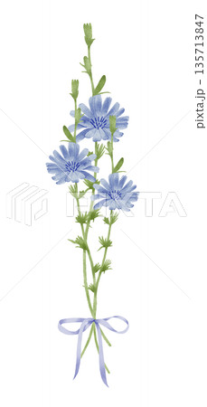 Cornflower Chicory Stems With Ribbon Watercolor Illustration 135713847
