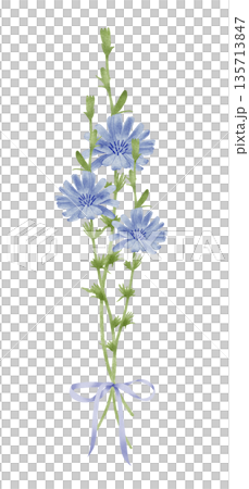 Cornflower Chicory Stems With Ribbon Watercolor Illustration 135713847