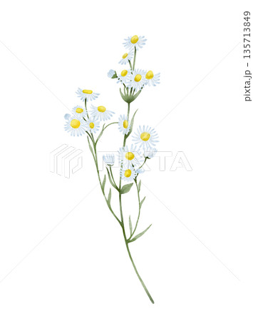 Chamomile Wildflower Watercolor Illustration Chamomile Wildflower Watercolor Illustration 135713849