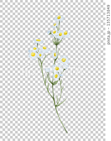 Chamomile Wildflower Watercolor Illustration Chamomile Wildflower Watercolor Illustration 135713849