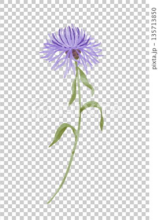 Blue Cornflower Watercolor Illustration Blue Cornflower Watercolor Illustration 135713850