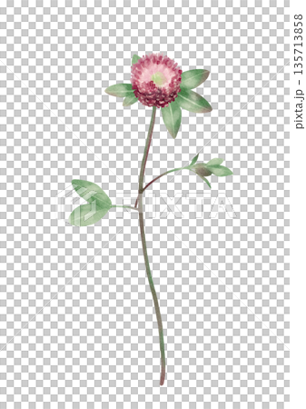 Red Clover Flower Watercolor Illustration Red Clover Flower Watercolor Illustration 135713858