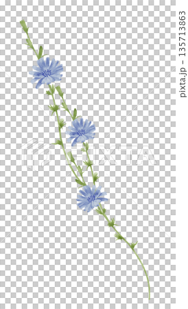 Cornflower Chicory Stems With Ribbon Watercolor Illustration Cornflower Chicory Stems With Ribbon Watercolor Illustration 135713863