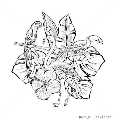 Tropical Birds Botanical Vector Line Illustration Tropical Birds Botanical Vector Line Illustration 135713867