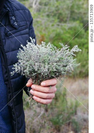 fresh wild thyme in the hand of a man 135713909