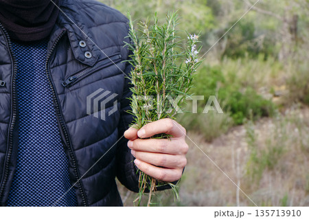 a man holding fresh rosemary picked in the forest a man holding fresh rosemary picked in the forest 135713910