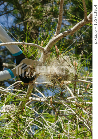 pruning shears cuts a processionary nest on a pine 135713914